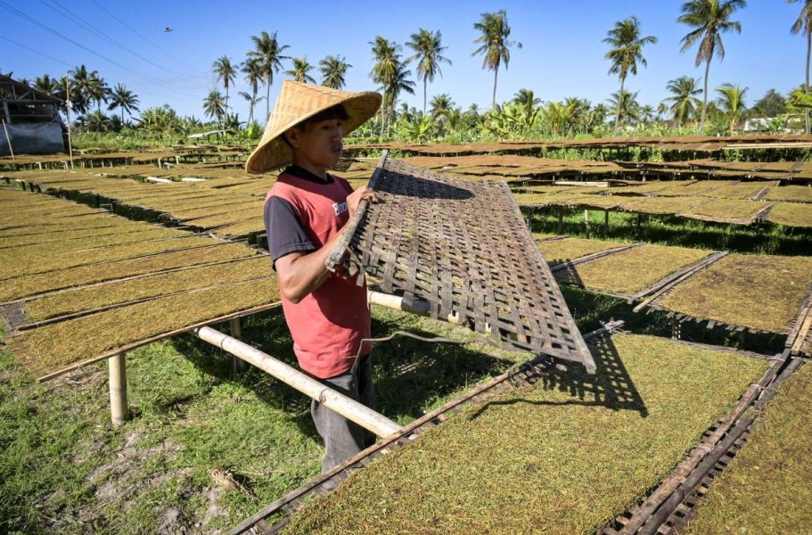 Tembakau: Pilar Ekonomi dan Mata Pencaharian Petani di Musim Kemarau
