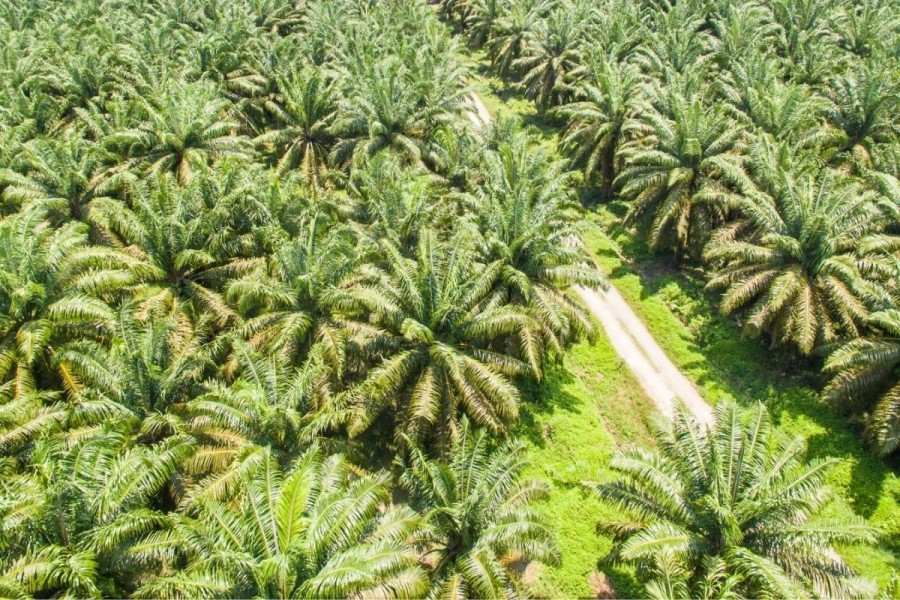 PKSPI Dorong Percepatan Legalisasi Lahan Petani Sawit Rakyat