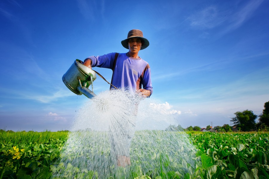 Optimisme Petani Natuna Meningkat Pesat Seiring Kestabilan Harga Sayuran di Pasaran