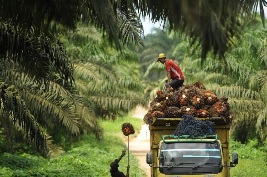 Persaingan Sawit Global Menguat, Indonesia Tetap Unggul
