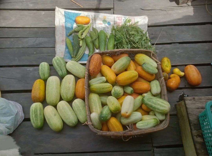 Petani Raup Cuan dari Ketimun Bandana
