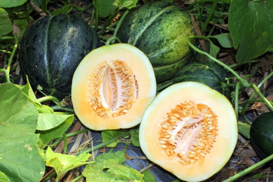 7 Buah Aman Dikonsumsi Pengidap Asam Lambung