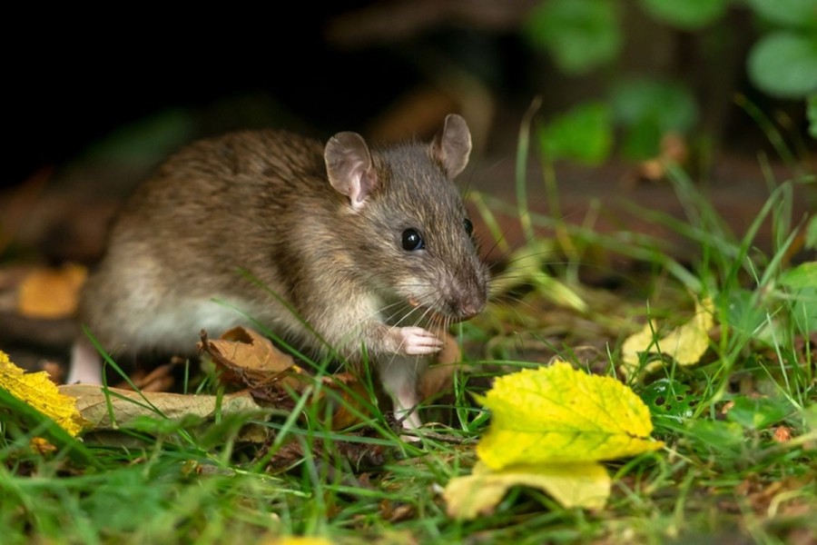 5 Jenis Tanaman di Rumah yang Bisa Mengundang Tikus