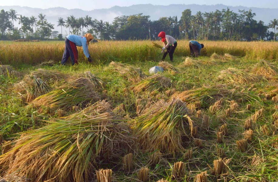 Petani Bojonegoro Jadi Kunci Lonjakan Produksi Padi Terbesar di Jawa Timur