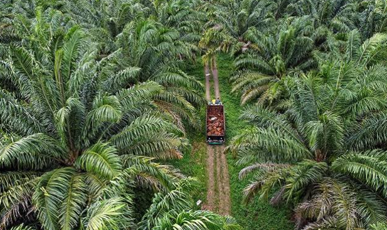 Gapki Dorong Program Peremajaan Sawit Rakyat Wajib Demi Antisipasi Kebutuhan B50