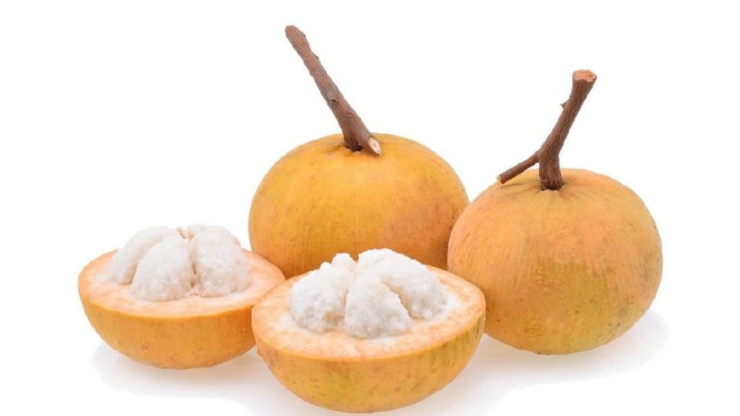 Ternyata Buah Kecapi Sangat Menyehatkan, Ini Manfaatnya