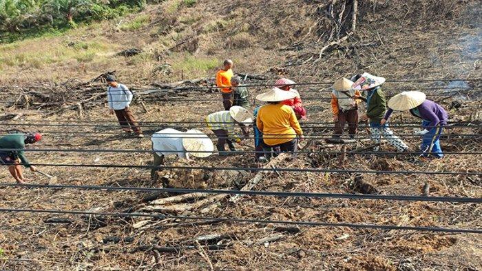 Polsek Tayan Hilir Aktif Memantau Perkembangan Lahan Jagung di Kecamatan Tayan Hilir