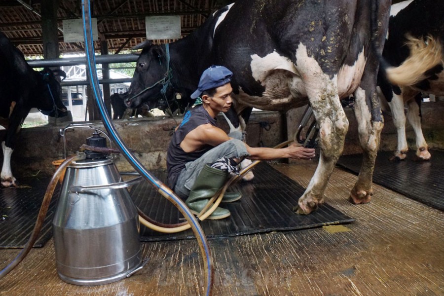 Inovasi Industri Peternakan Topang Ketahanan Pangan