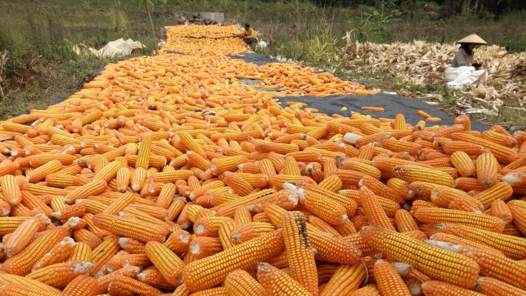 Harga Jagung Pipilan Aceh Barat Masih Stabil Menjelang Akhir Tahun 2025
