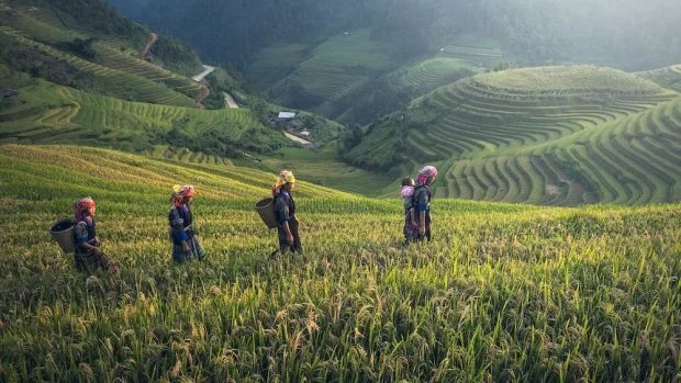 Peringatan Hari Perempuan Pedesaan Internasional 2025 Angkat Tema Rural Women Rising