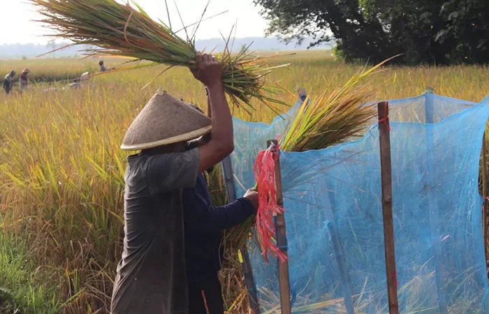 Petani Bali Alami Tekanan Harga
