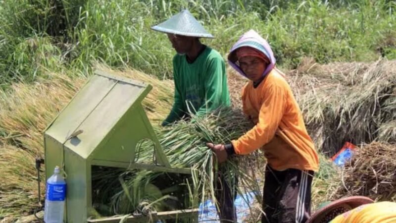 Penyerapan Gabah Petani Libatkan Babinsa: Efektivitas dan Tantangan yang Dihadapi