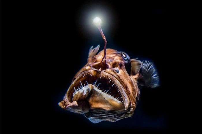 Viral: Kemunculan Ikan Black Seadevil Menghebohkan Publik dan Ilmuwan