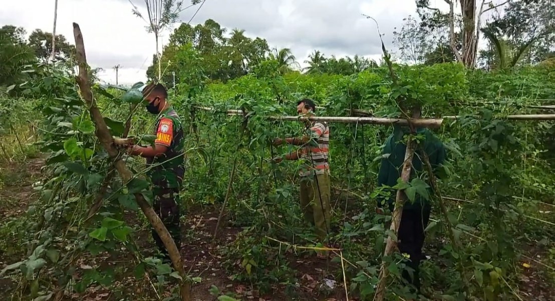 Babinsa Koramil 10Labar Perkuat Komsos dan Bantu Petani Panen Kacang Tanah