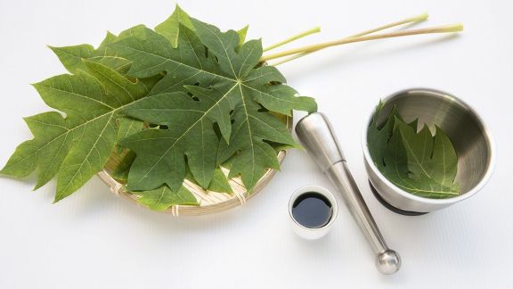 Manfaat Daun Pepaya untuk Kesehatan, Terutama Penderita Diabetes