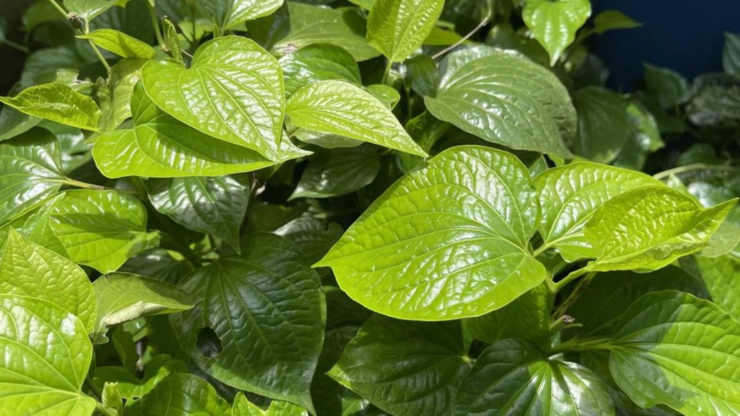 10 Khasiat Daun Sirih untuk Kesehatan, Rahasia Herbal yang Tak Lekang Waktu