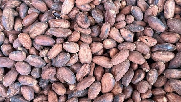 BPDP Kemenkeu Sebut Industri Kakao Nasional Hadapi Tantangan Biaya dan Replanting