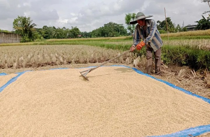 Bulog Dorong Pemberdayaan Petani Lewat Penyerapan Beras Dalam Negeri