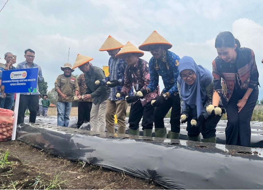 PepsiCo Gandeng Petani Kembangkan Kentang Industri di Indonesia