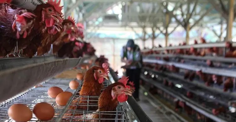 Proyek Peternakan Ayam Danantara Dimulai 28 Januari 2026, Fokus Distribusi Pangan