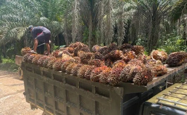Harga TBS Sawit di Riau Naik, Pendapatan Petani Semakin Menguntungkan