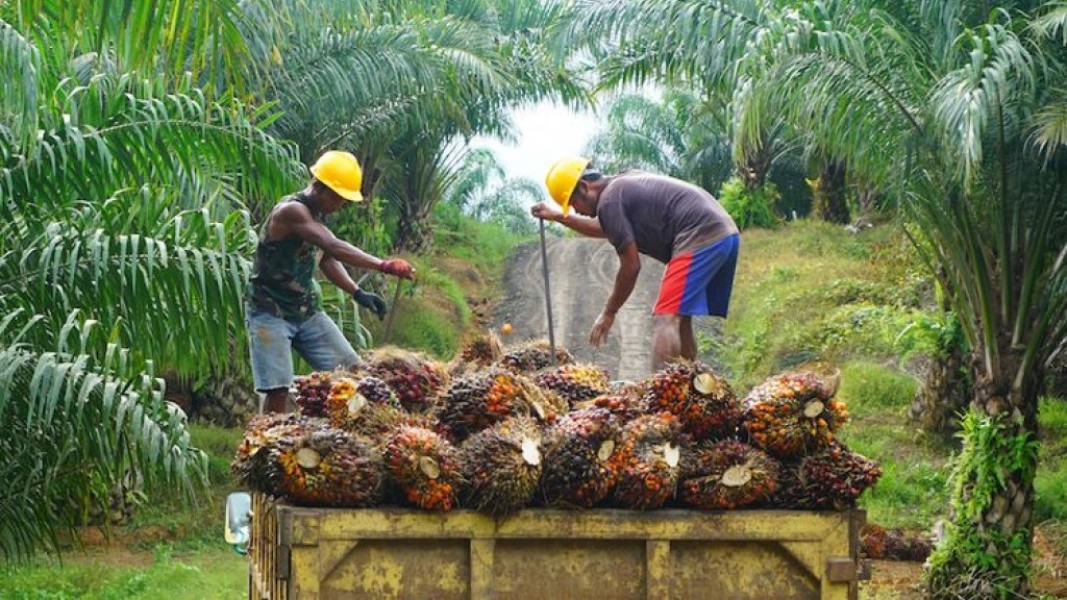 Produksi Sawit Nasional Dipastikan Cukup untuk Dukung Program B50 2026
