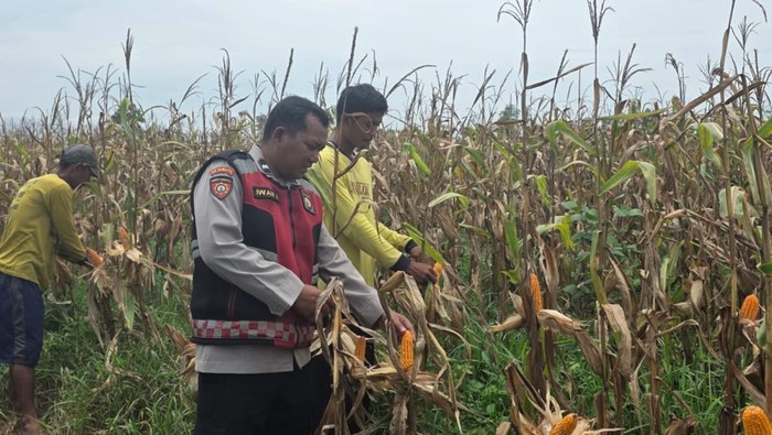 Dedikasi Aipda Iwan Selama 15 Tahun Tingkatkan Kesejahteraan Petani Lokal