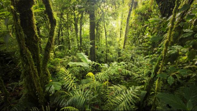 Brasil Pimpin Komitmen Investasi Besar Konservasi Hutan Dunia