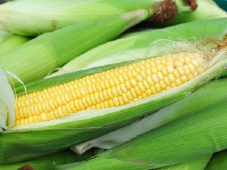 Upaya Pemerintah Memaksimalkan Penyerapan Hasil Panen Jagung Petani Sumatera Utara