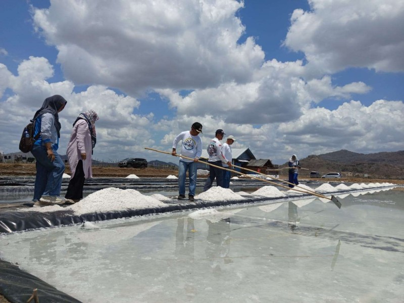 Harga Garam Anjlok dan Pemasaran Sulit, Pemkab Sumbawa Ambil Langkah Strategis untuk Lindungi Petani dan Dorong Swasembada