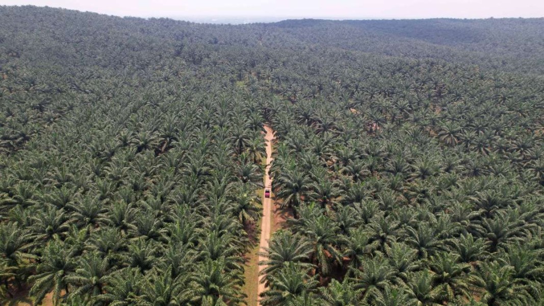 Pemerintah Naikkan Tarif Pungutan Ekspor Kelapa Sawit Terbaru