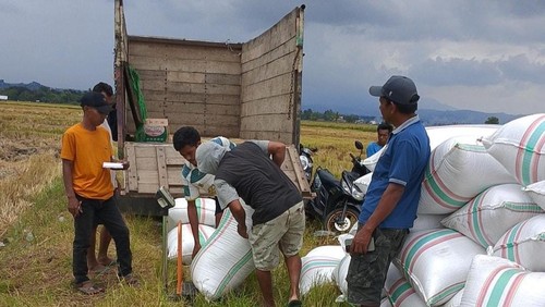 Bulog Serap 150 Ton Gabah Petani Sajau Hilir dengan Harga Rp 6.500 per Kilogram, Dorong Ketahanan Pangan Bulungan