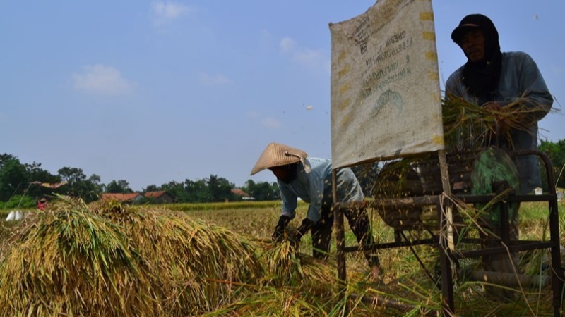 Upaya Papua Wujudkan Swasembada Beras untuk Kesejahteraan Petani Daerah