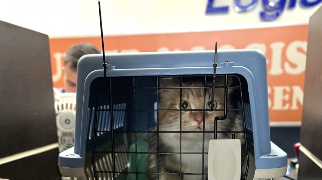 KAI Logistik Antar 89 Ribu Hewan Peliharaan, Kucing Paling Banyak