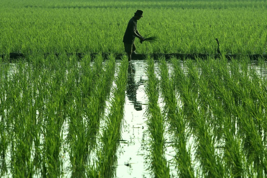 Kementan Pastikan Stok Beras Nasional Aman Guna Penuhi Kebutuhan Masyarakat Indonesia