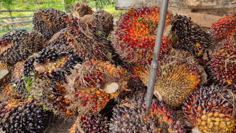Harga TBS Sawit Aceh Naik Tembus Rp3.600 Per Kilogram Periode Ini