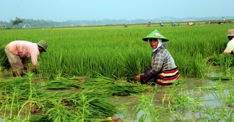 Asuransi Usaha Tani Padi Jadi Kunci Penting Hadapi Risiko Gagal Panen Akibat Perubahan Iklim