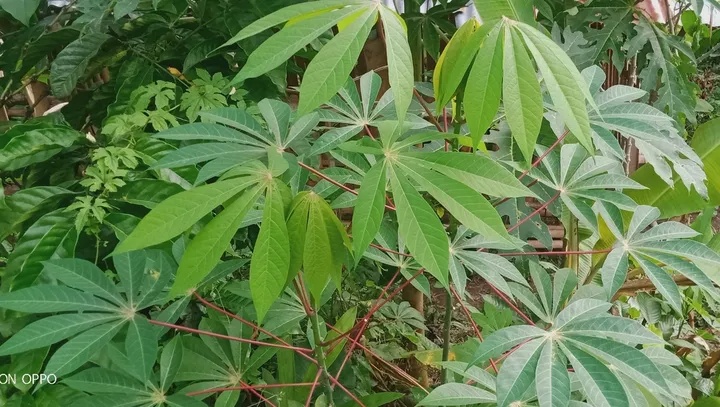 Wajib Tahu Bahaya Daun Singkong dan Cara Aman Mengolahnya Agar Tetap Sehat