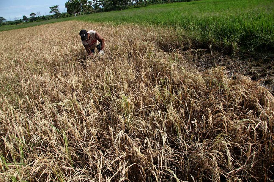 Petani Celala Terancam Gagal Panen: Kerusakan Irigasi dan Hama Jadi Biang Kerok