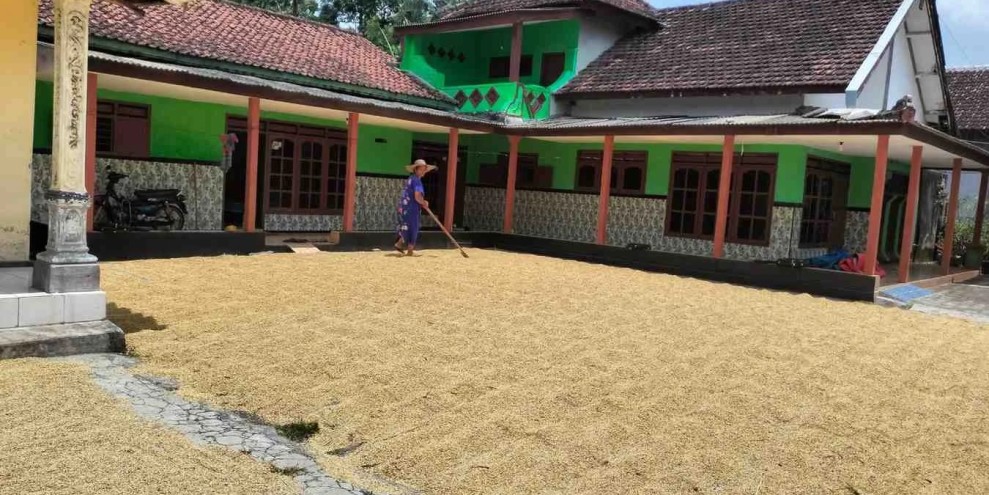 Panen Raya di Jember Bawa Optimisme Petani Meski Keuntungan Tipis