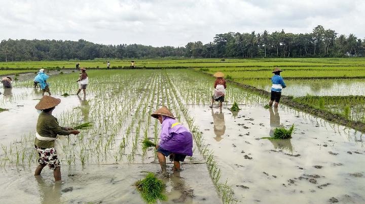 Petani Berau Wajib Tahu: Rahasia Optimasi Panen Melimpah Dengan Efisiensi Biaya Produksi