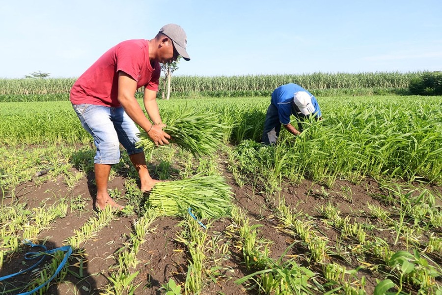 Tekanan Ganda Ancam Kesejahteraan Petani Lampung, NTP Turun Jadi 133,17 pada Maret 2025