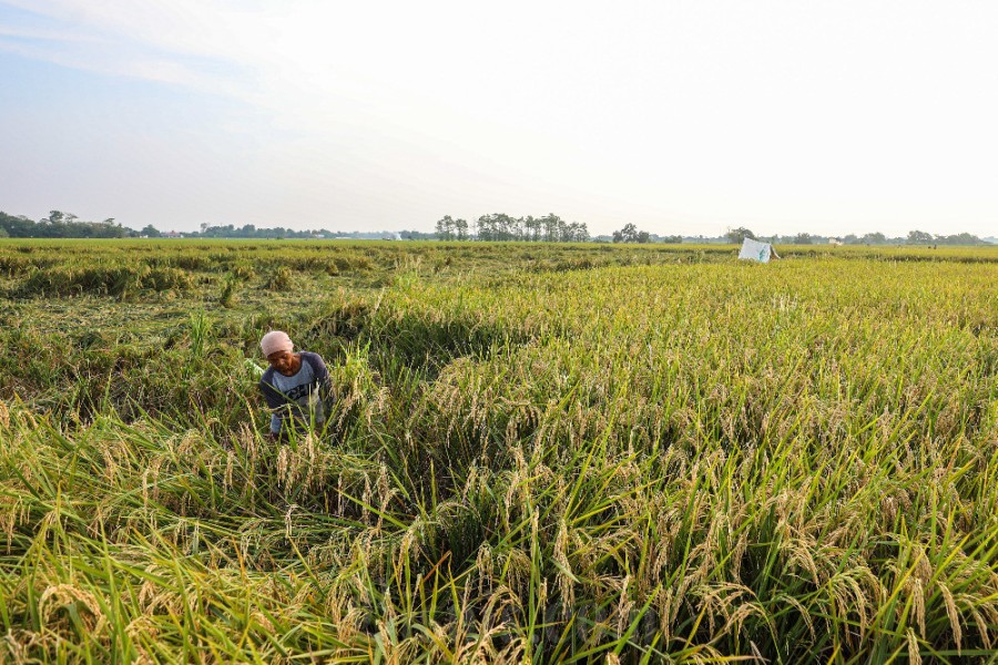 Pemulihan 70.000 Hektare Sawah Rusak di Sumatra Jadi Prioritas Prabowo
