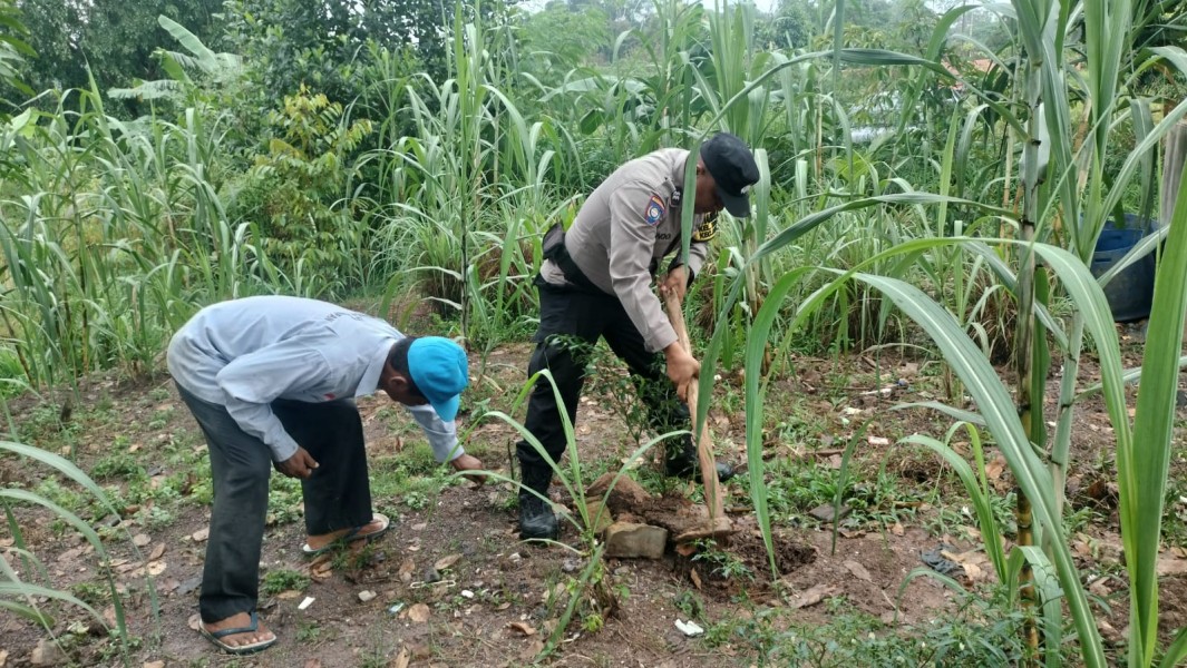 Polsek Batam Kota Manfaatkan Lahan Tidur untuk Kebun Pangan, Dorong Ketahanan Nasional yang Berkelanjutan