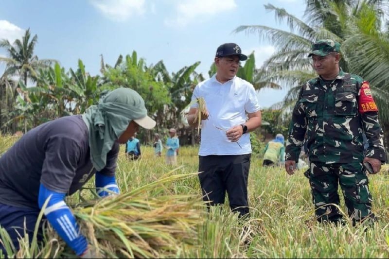 Bulog Sumut Catat Kenaikan Signifikan Penyerapan Gabah Petani Lokal Secara Periodik