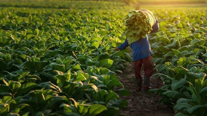 Petani Tembakau Bondowoso Panen, Bisnis Rajang Bergeliat