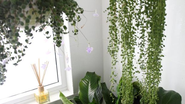 6 Tanaman Rambat yang Tumbuh Baik di Tempat Minim Cahaya