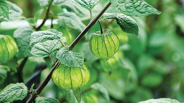 Intip 7 Manfaat Daun Ciplukan yang Penting untuk Kesehatan Tubuh