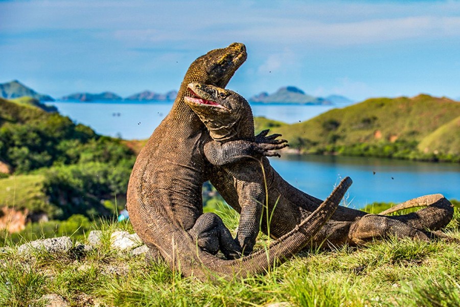 Taman Nasional Komodo: 8 Destinasi yang Memikat