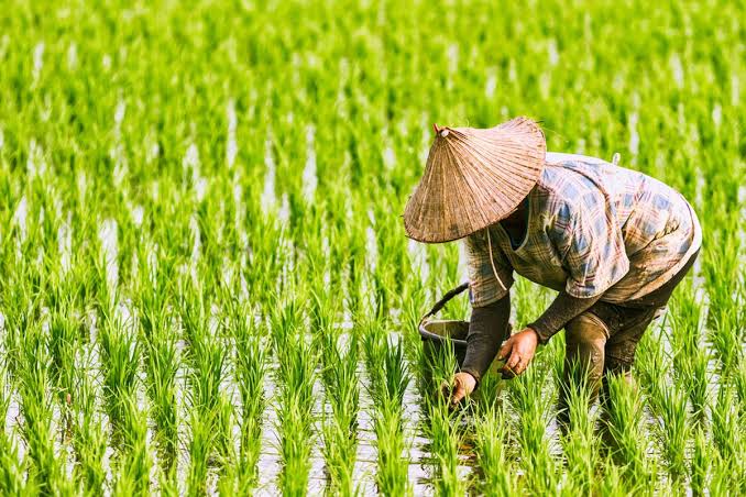 Regenerasi Petani Bukan Sekadar Proyek